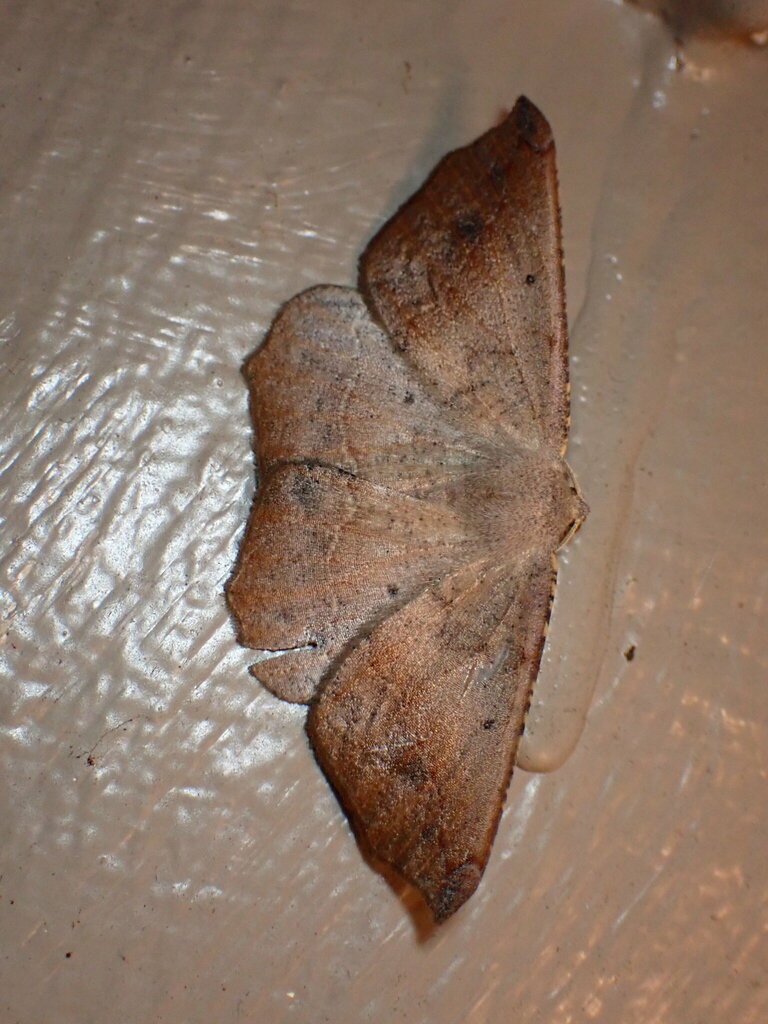 Prochoerodes forficaria, California species