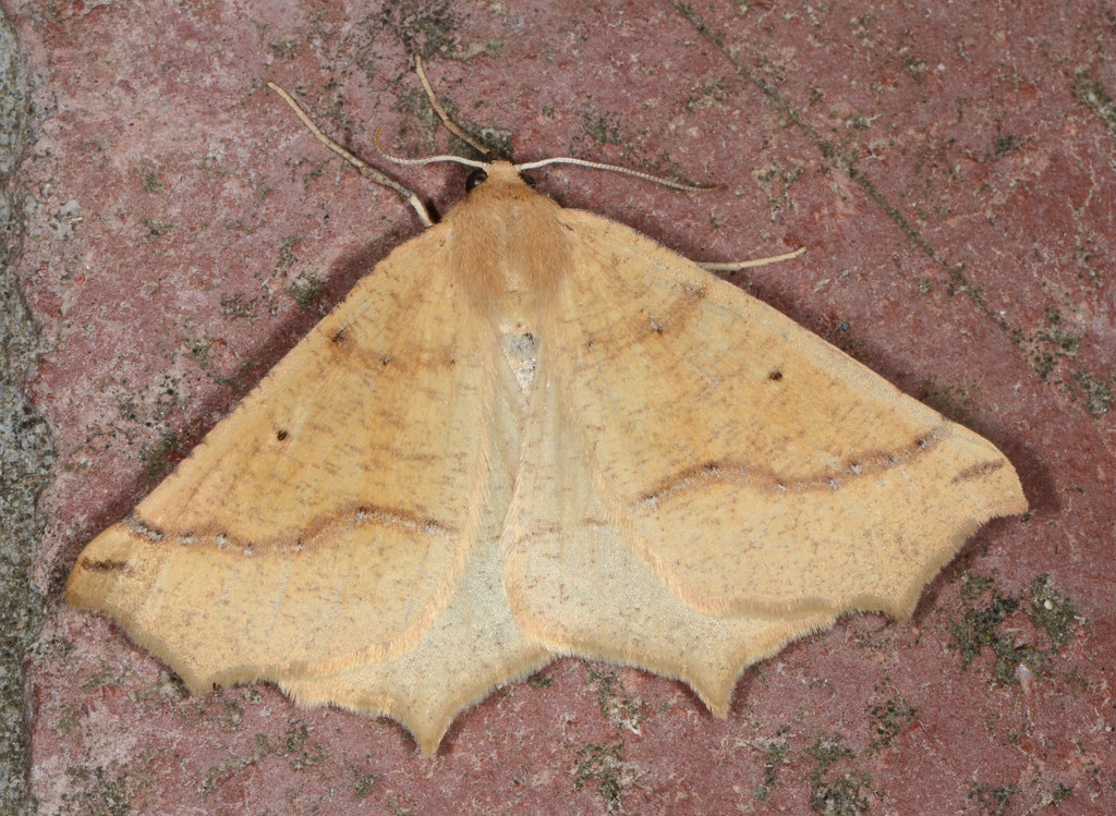 Prochoerodes truxaliata, California species