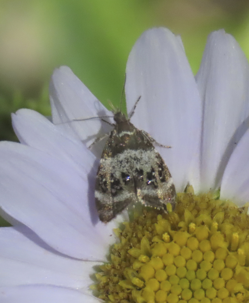 Prochoreutis sororculella, California species