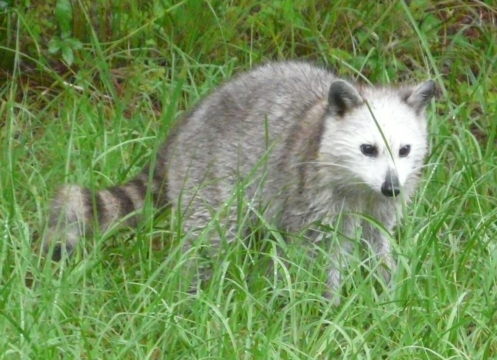 Procyon lotor (Raccoon), California species