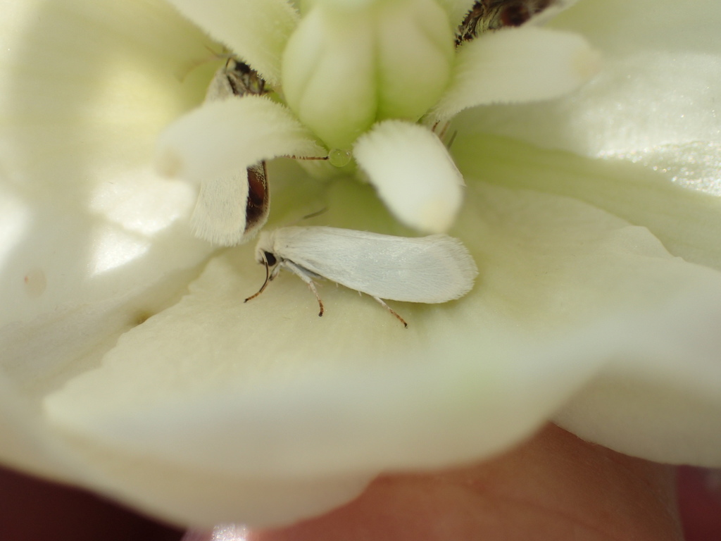 Prodoxus quinquepunctellus (Five-spotted Bogus Yucca Moth), California species