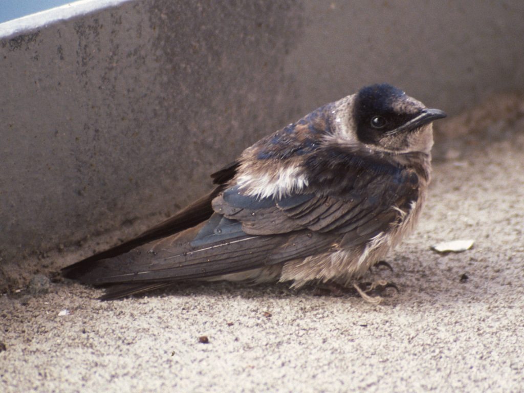 Progne subis (Purple Martin), California species