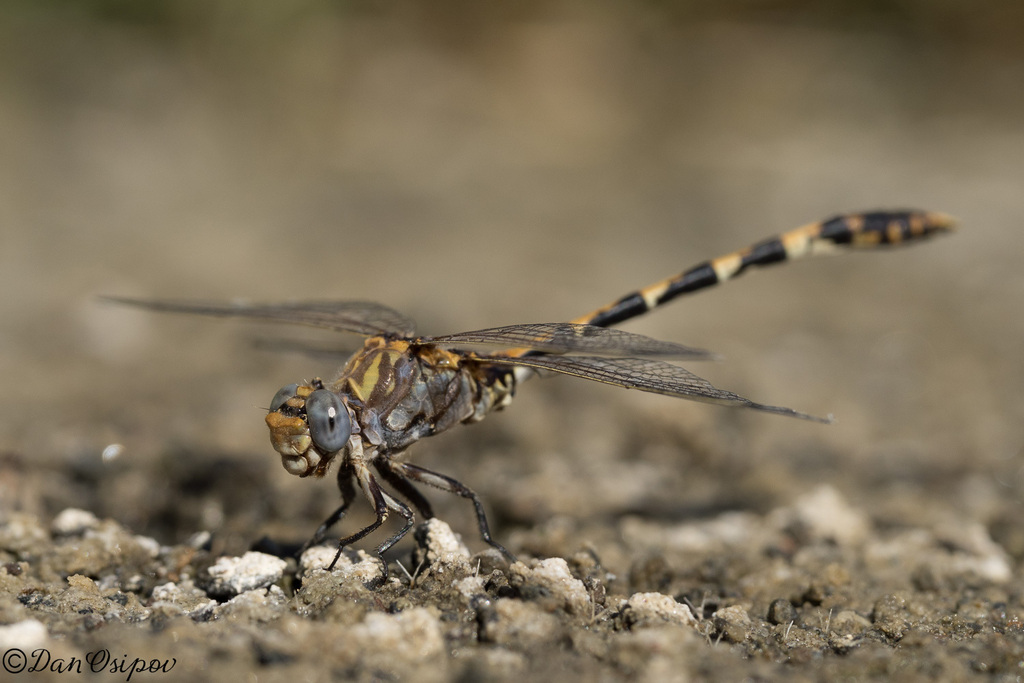 Progomphus borealis (Gray Sanddragon), California species