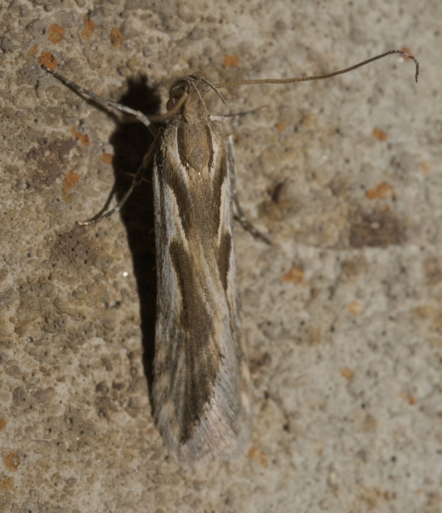 Prolita jubata, California species