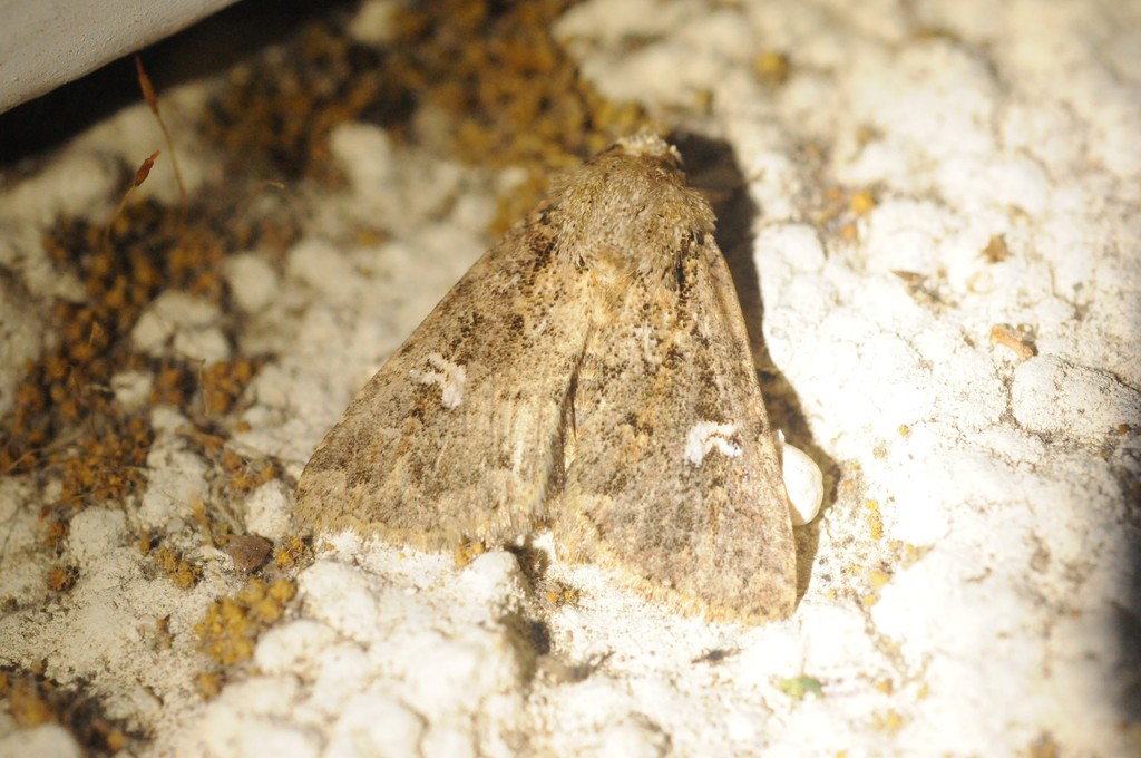 Properigea albimacula (White-spotted Properigea), California species