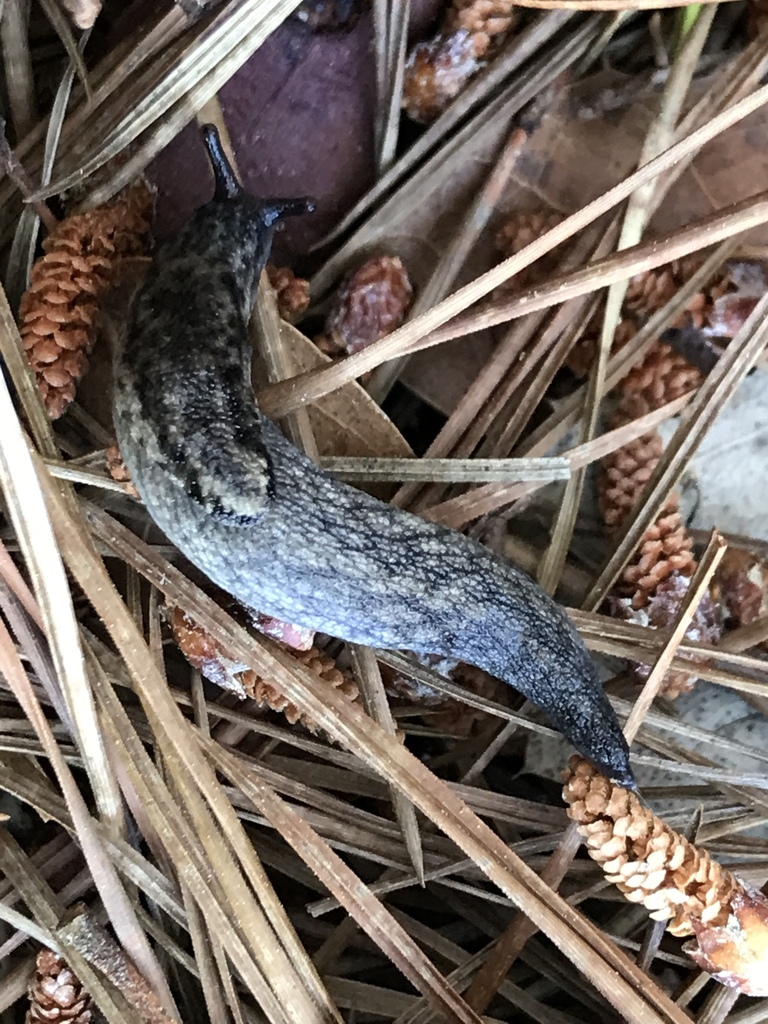 Prophysaon andersonii (Reticulate Taildropper), California species
