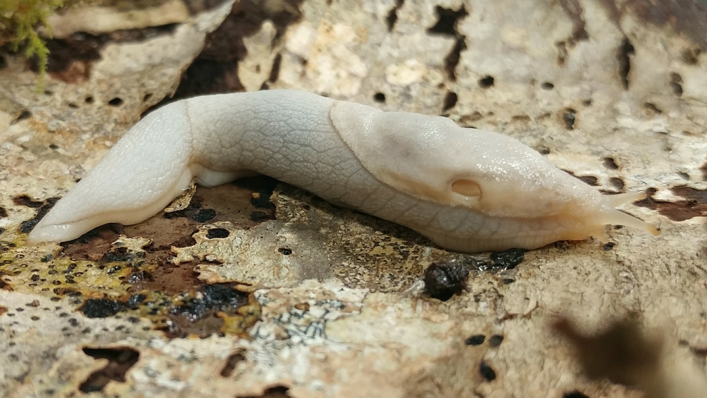 Prophysaon sp. 1 (Klamath Taildropper), California species