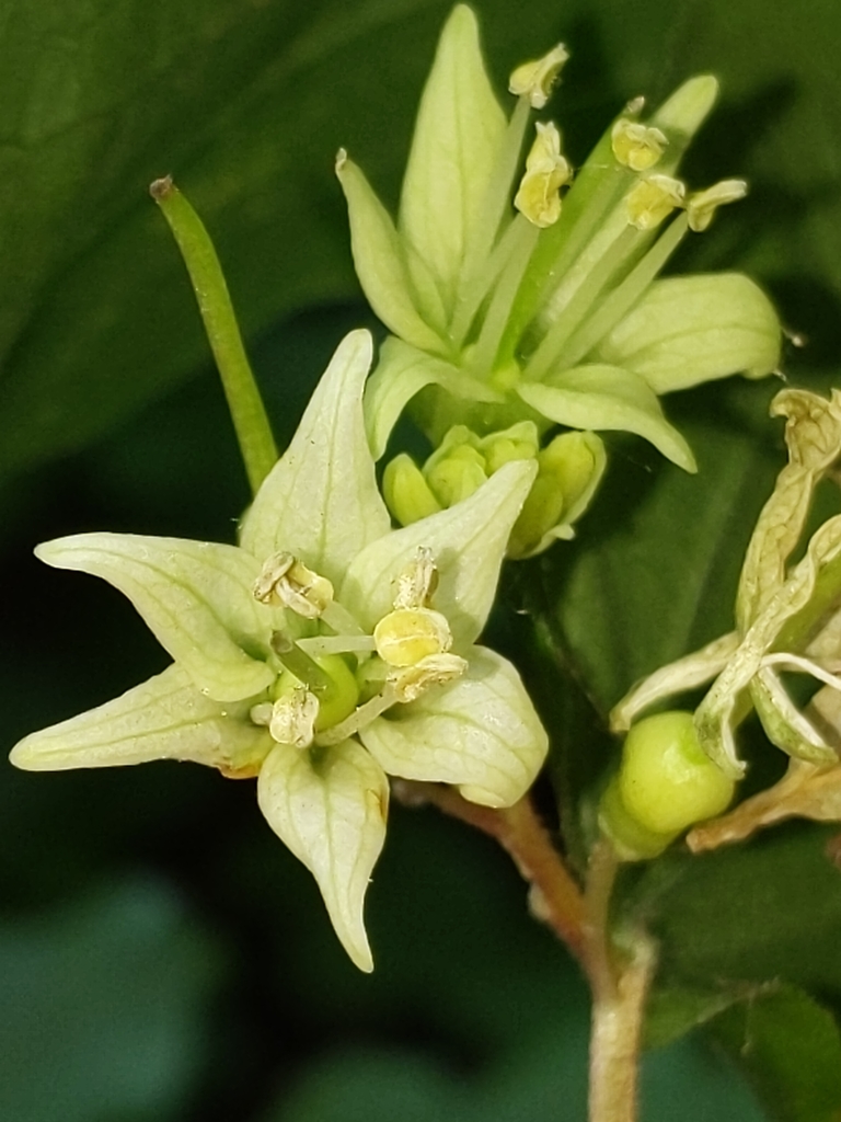 Prosartes hookeri (Drops of gold), native California herb