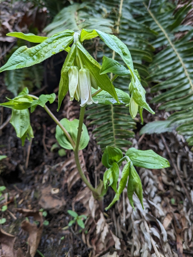 Prosartes smithii (Largeflower fairybells), native California herb