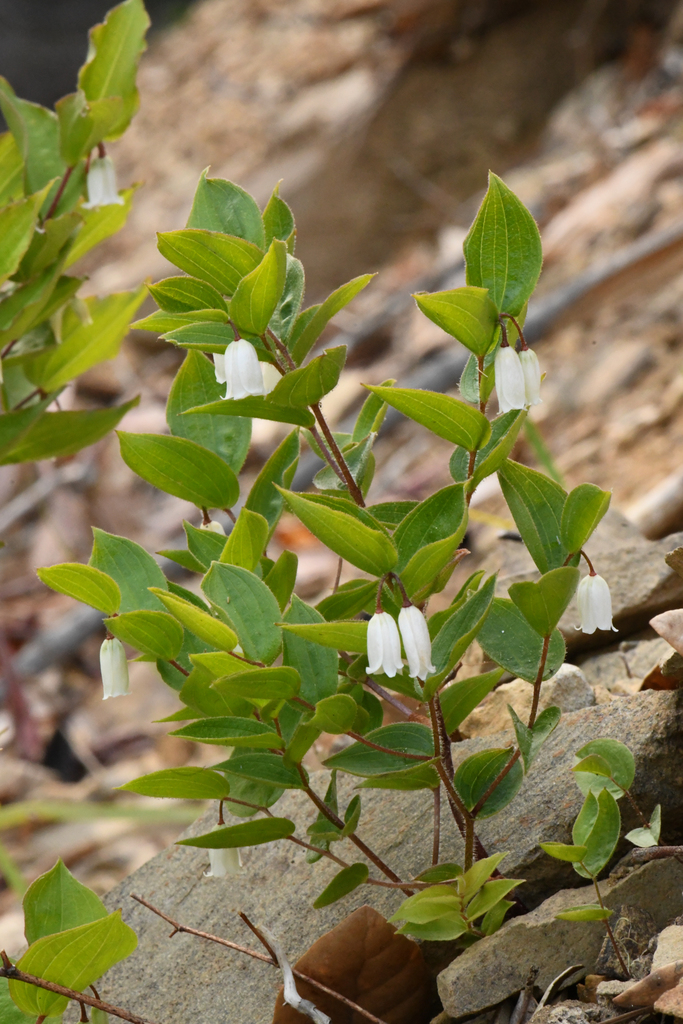 Prosartes sp., native California perennial