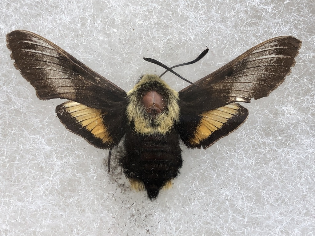 Proserpinus flavofasciata (Yellow-banded sphinx), California species