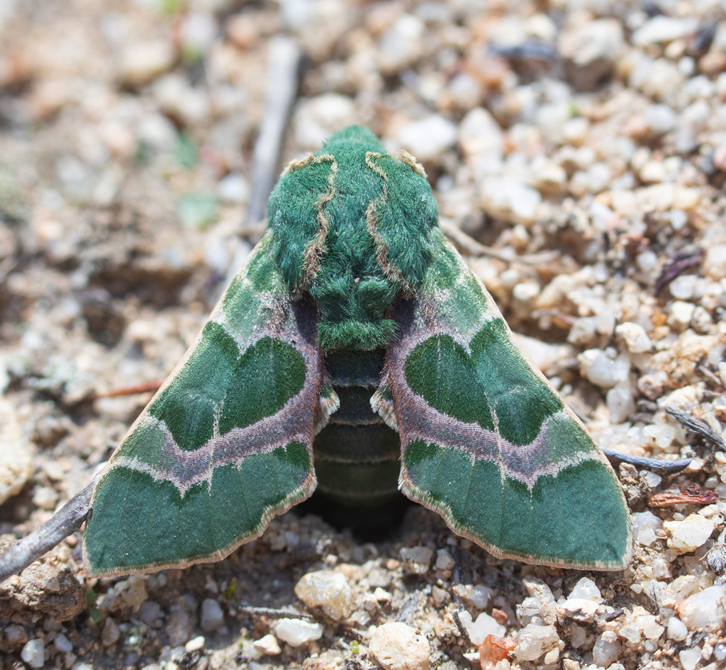 Proserpinus lucidus (Pacific green sphinx), California species