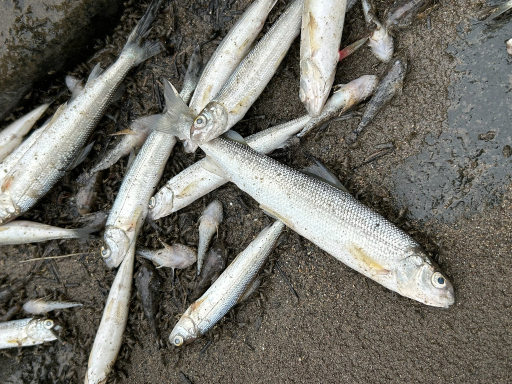 Prosopium williamsoni (Mountain whitefish), California species