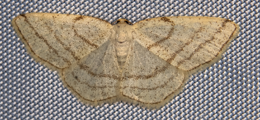 Protitame subalbaria, California species