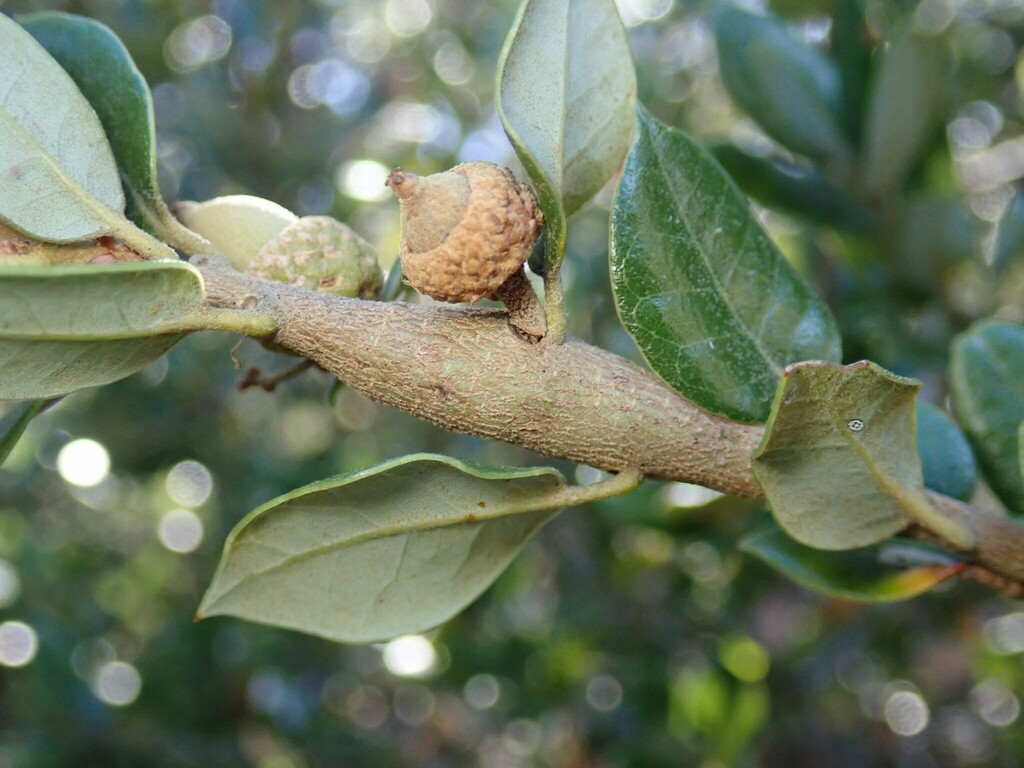 Protobalandricus spectabilis (Tapered Stem Gall Wasp), California species