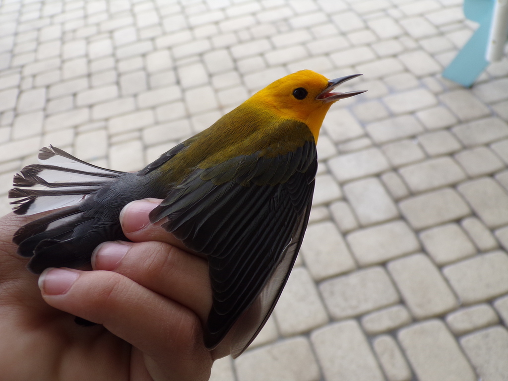 Protonotaria citrea (Prothonotary Warbler), California species