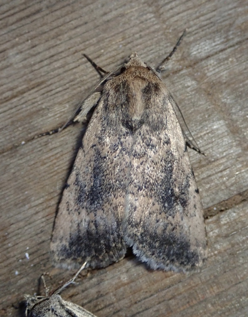 Protoperigea umbricata (Umber Protoperigea), California species