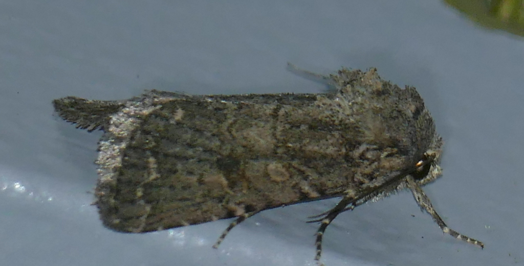 Protorthodes alfkenii, California species