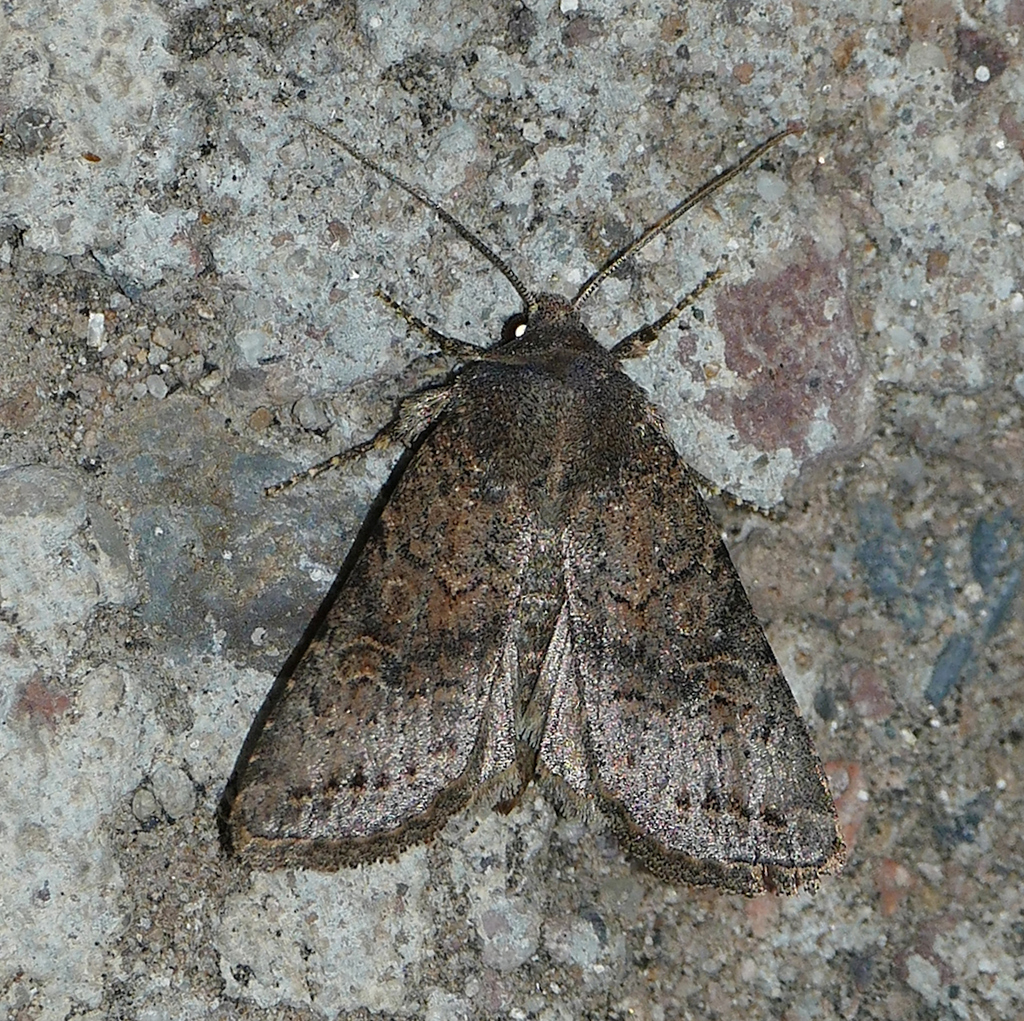 Protorthodes incincta, California species