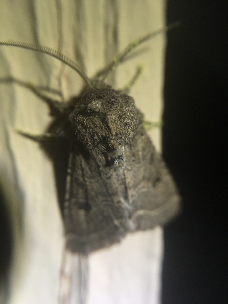 Protorthodes melanopis, California species