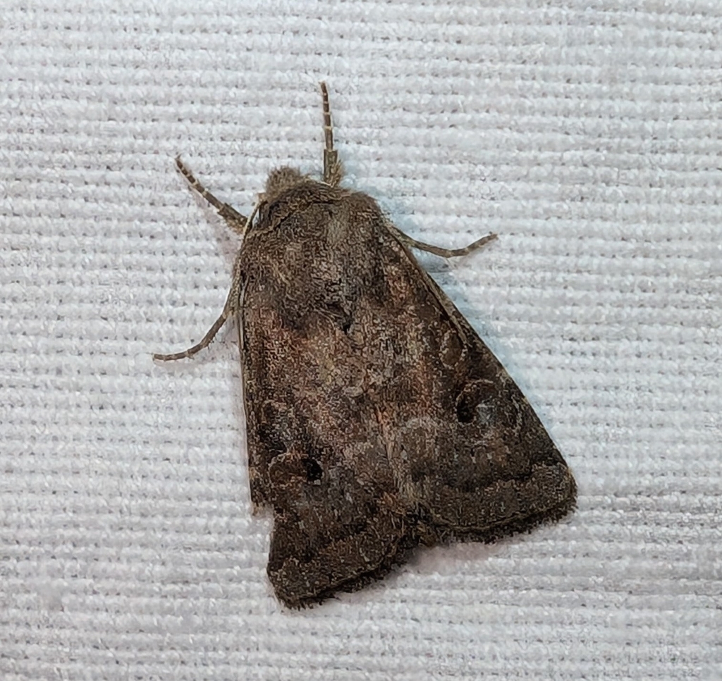 Protorthodes rufula, California species