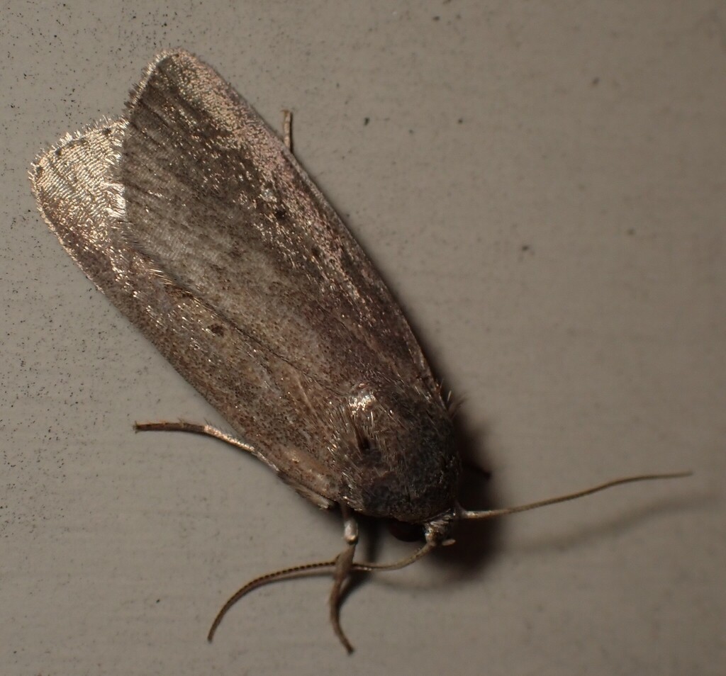 Proxenus mindara, California species