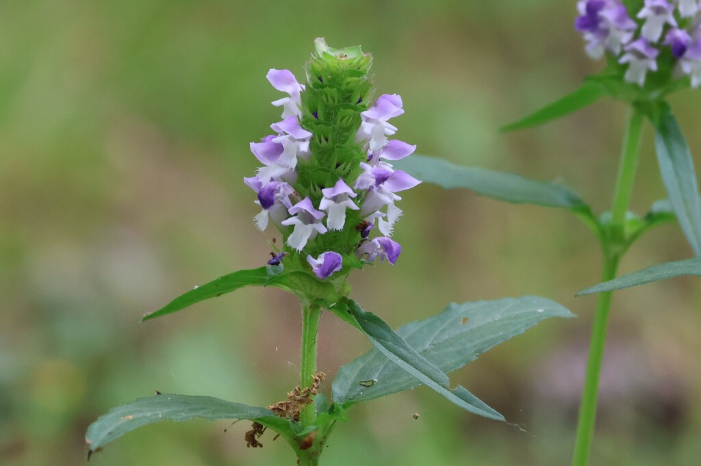 Prunella vulgaris — parent species of Prunella vulgaris var. vulgaris