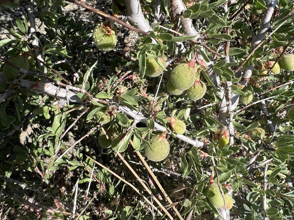 Prunus andersonii (Desert peach), native California shrub