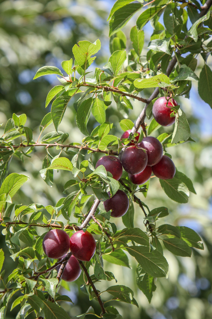 Prunus cerasifera (Cherry plum), non-native California tree