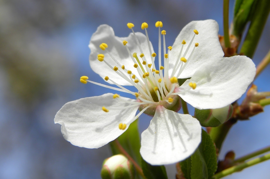Prunus dulcis (Almond), non-native California tree