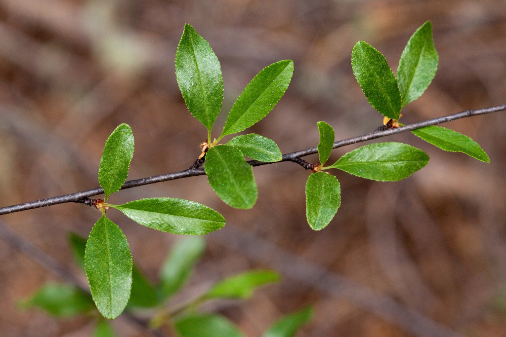 Prunus emarginata (Bitter cherry), native California shrub / tree