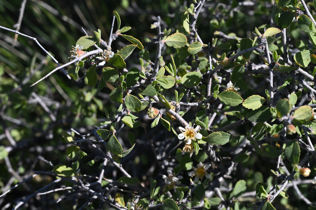 Prunus eremophila (Mojave desert plum), native California shrub