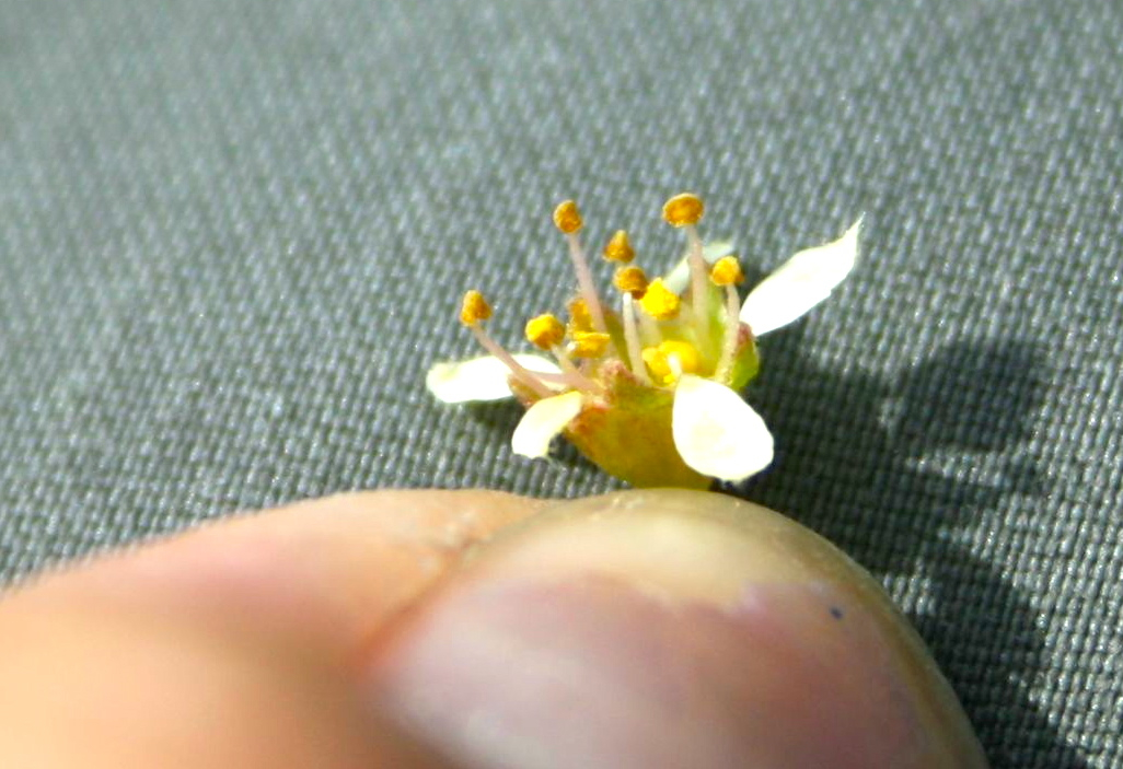 Prunus fasciculata var. fasciculata (Desert almond), native California shrub