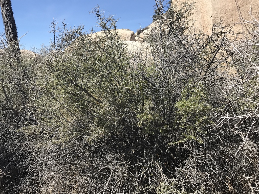 Prunus fasciculata var. punctata (Sand almond), native California shrub