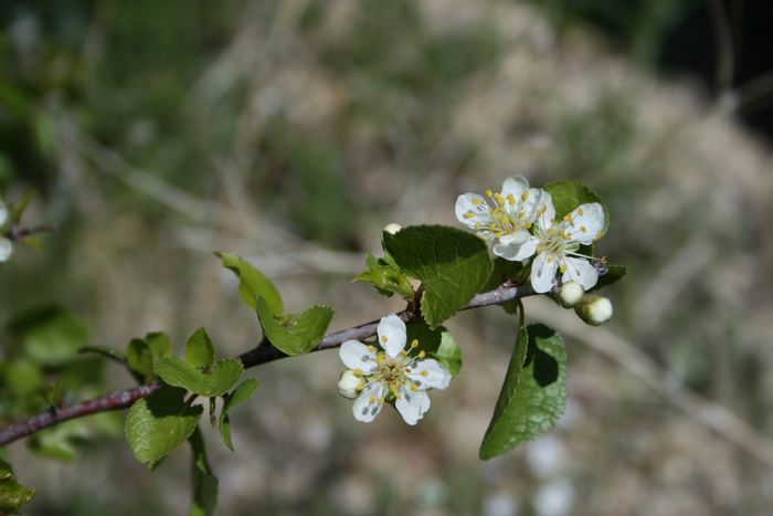 Prunus fremontii (Desert apricot), native California shrub / tree