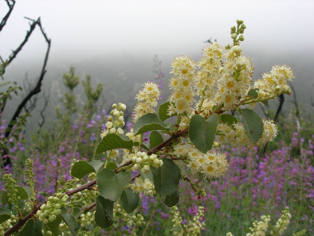 Prunus ilicifolia subsp. lyonii (Catalina cherry), native California shrub / tree