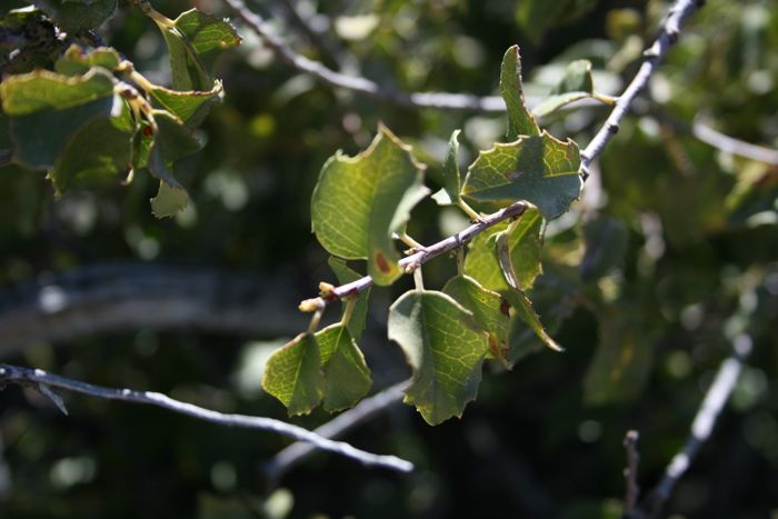Prunus ilicifolia (Holly leaf cherry), native California shrub / tree