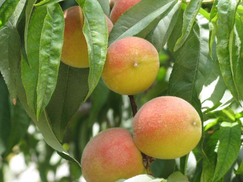 Prunus persica (Peach), non-native California tree