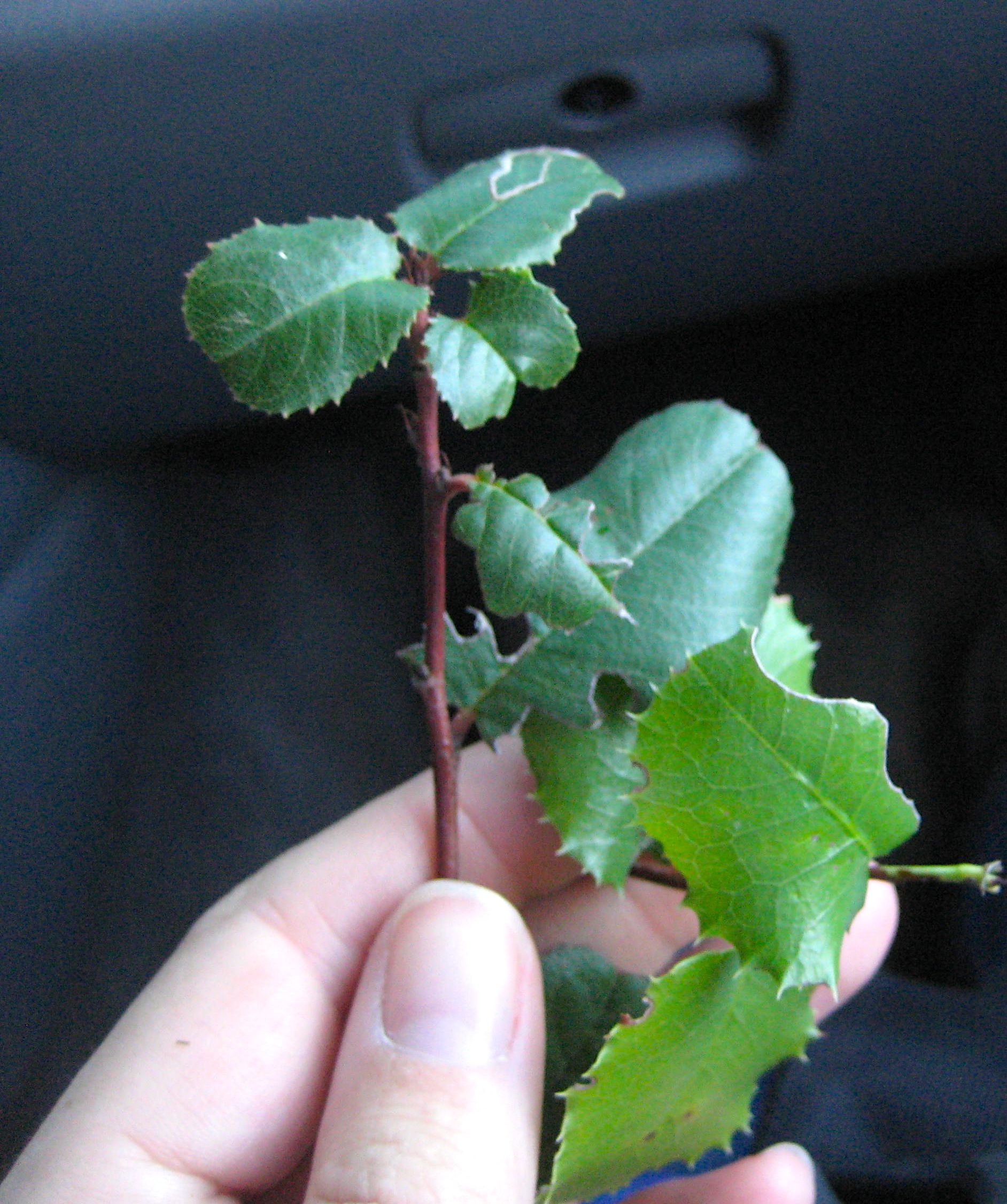 Prunus sp., non-native California shrub