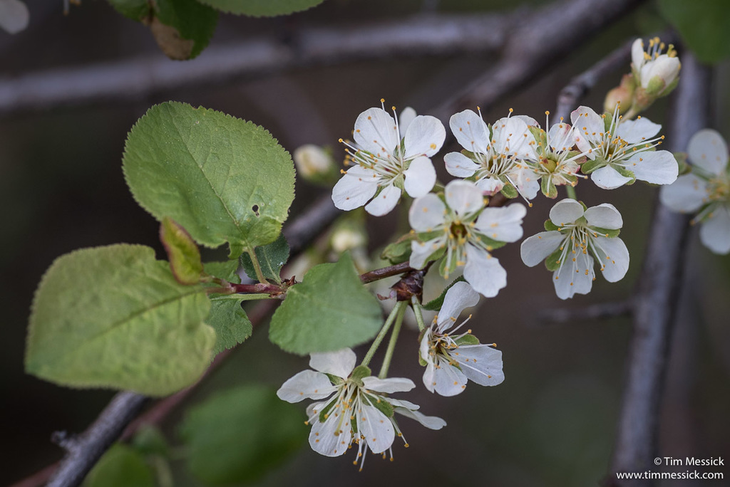 Prunus subcordata (Pacific plum), native California shrub / tree