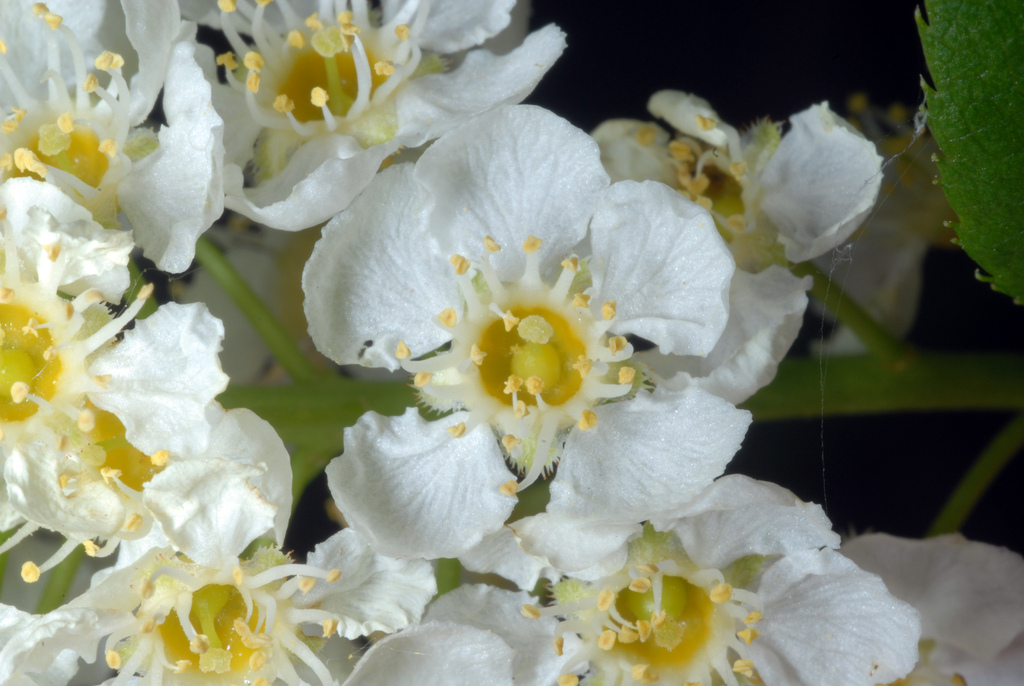 Prunus virginiana var. demissa (Western choke cherry), native California shrub / tree