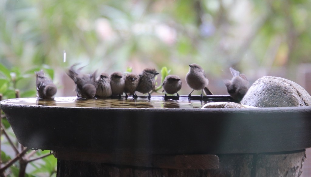 Psaltriparus minimus (Bushtit), California species