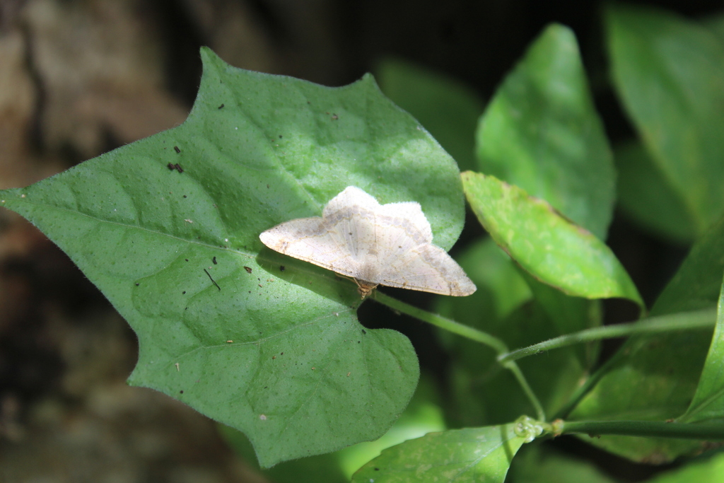 Psamatodes abydata (Dot-lined Angle), California species