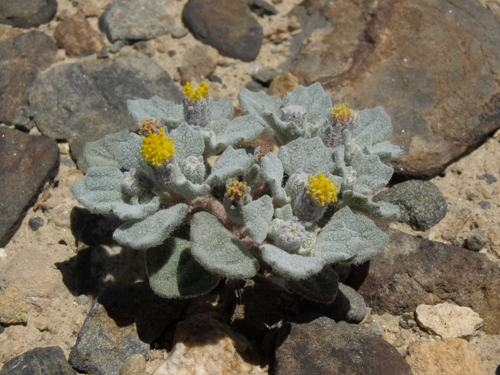 Psathyrotes annua (Annual psathyrotes), native California herb