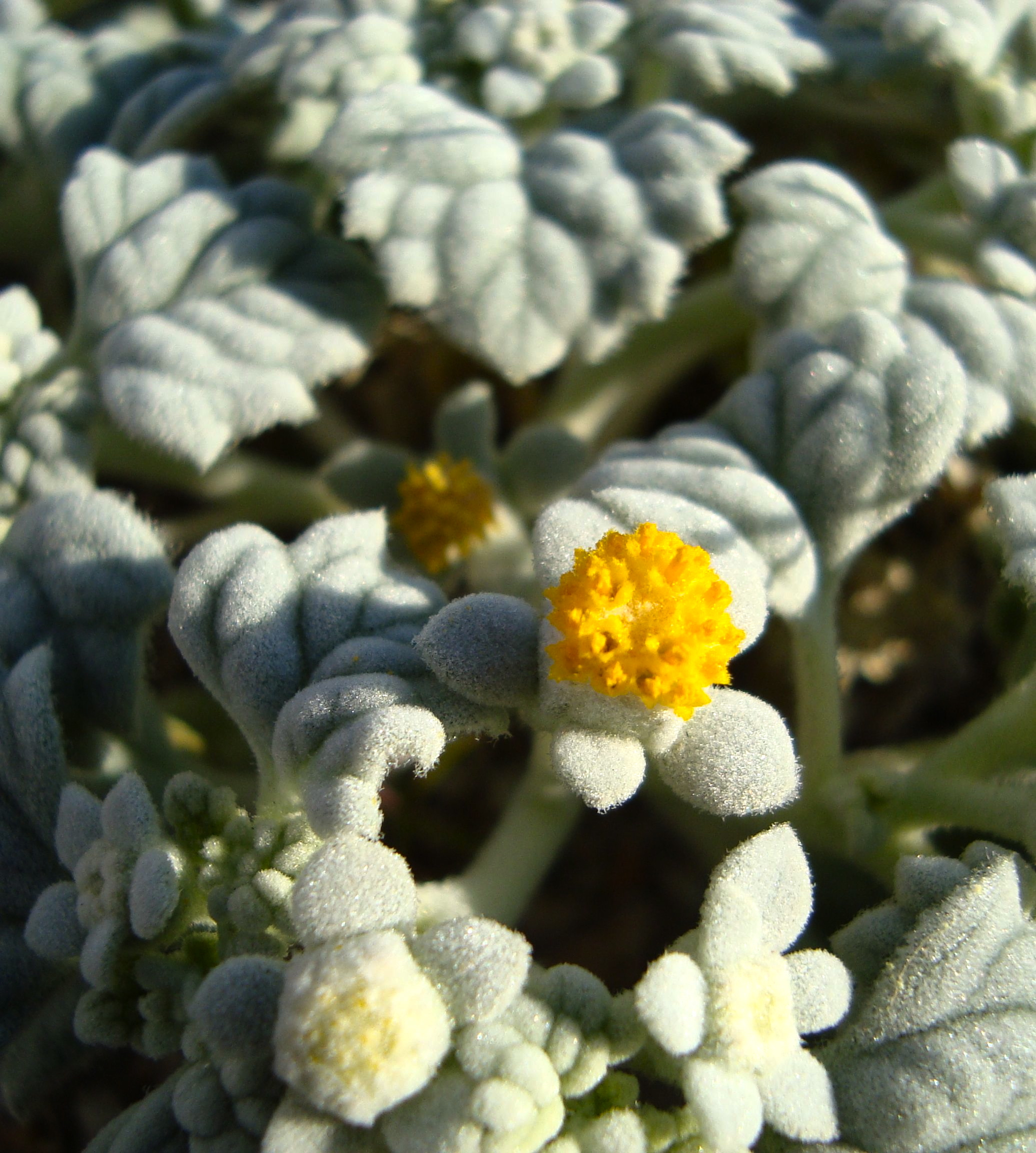 Psathyrotes ramosissima (Turtleback), native California subshrub