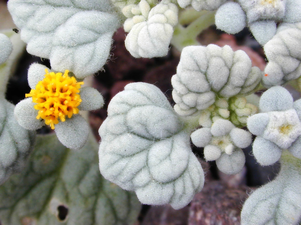 Psathyrotes sp., native California perennial