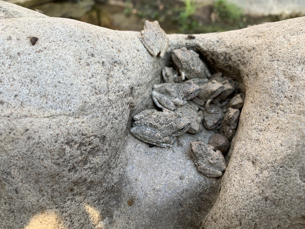 Pseudacris cadaverina (California Tree Frog), California species