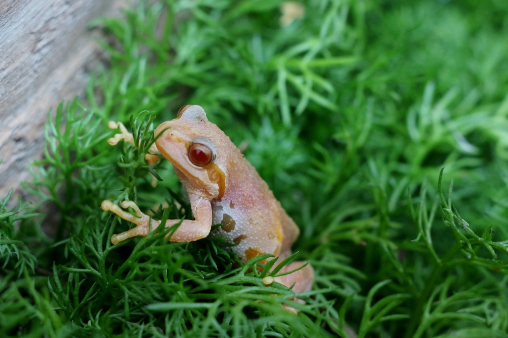 Pseudacris regilla (Pacific Tree Frog), California species