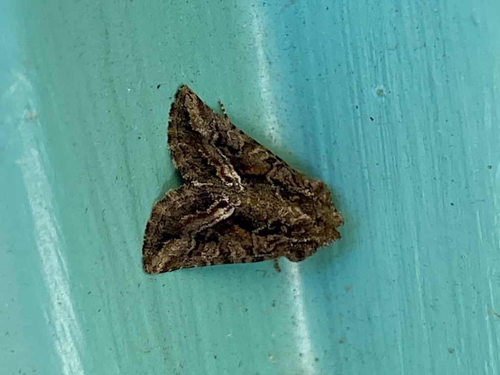 Pseudanarta actura, California species