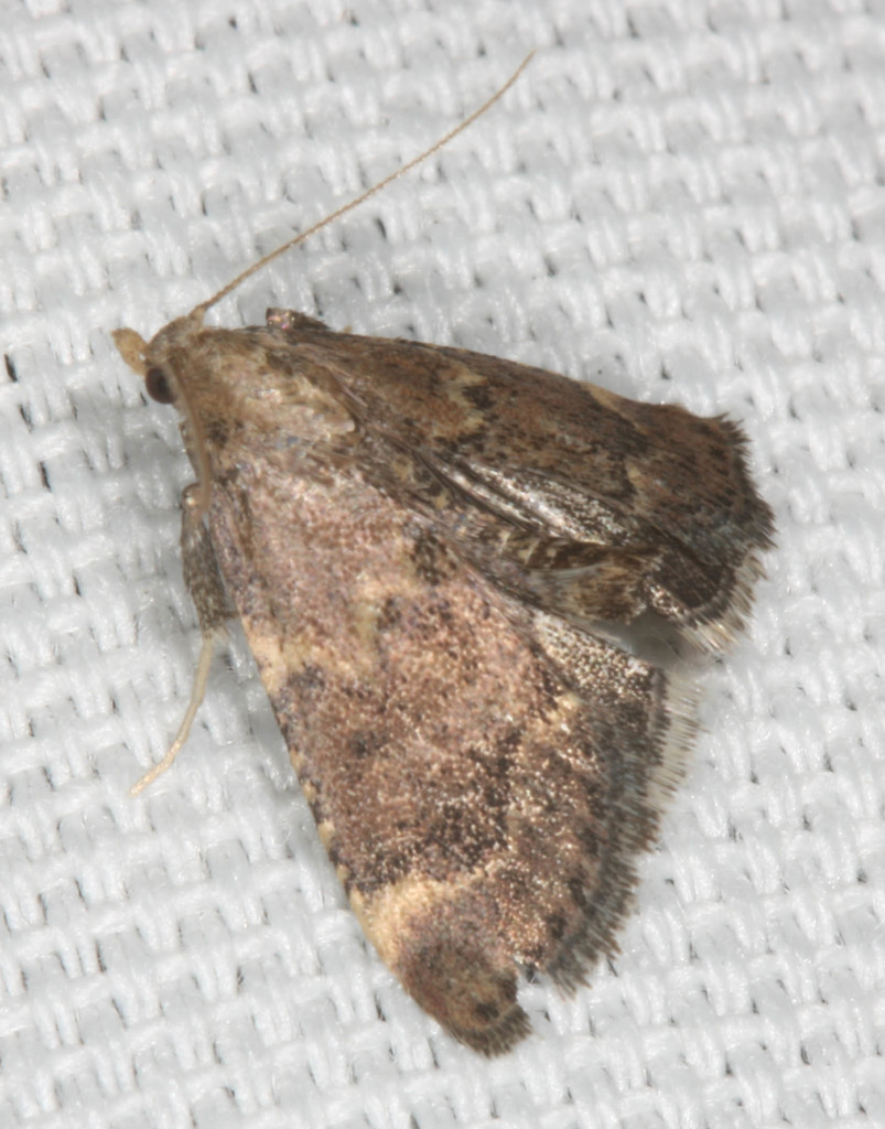 Pseudasopia phoezalis, California species